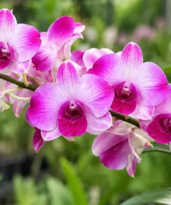 Ready to Flower Size Dendrobium Tanida Pink