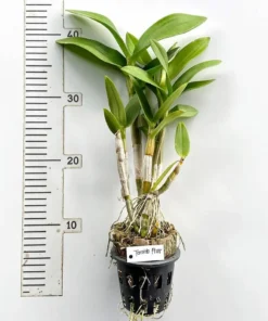 Ready to Flower Size Dendrobium Tanida Pink - Image 3