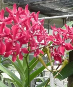 Alternative view of Mokara Renanopsis Ren Red Blooming size