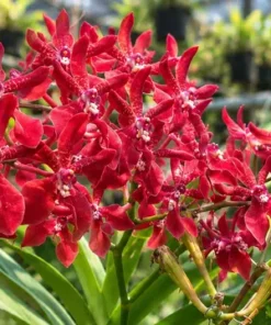 Mokara Renanopsis Ren Red Blooming size