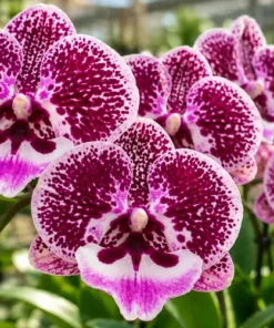 Matured Phalaenopsis Singalong with Buds