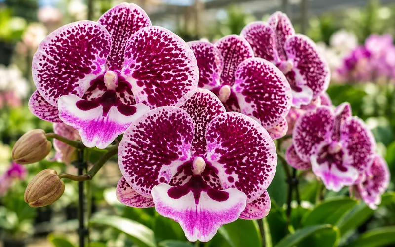 Phalaenopsis Singalong Blooming Size