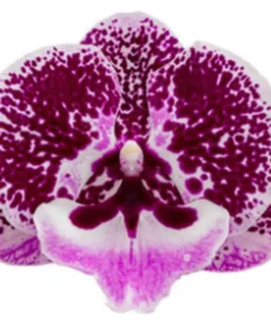 Phalaenopsis Singalong Blooming Size - Image 3
