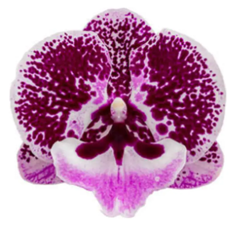 Phalaenopsis Singalong Blooming Size - Image 3