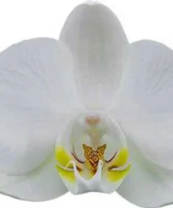 Phalaenopsis Navigator Blooming Size - Image 3