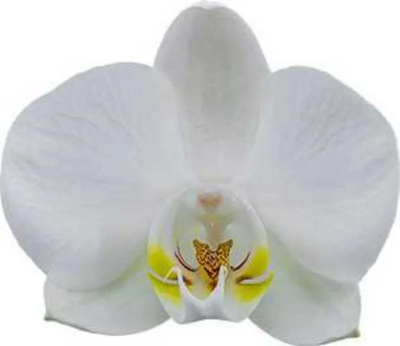 Phalaenopsis Navigator Blooming Size - Image 3
