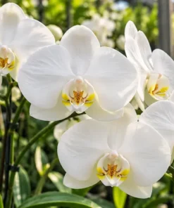 Phalaenopsis Navigator Blooming Size