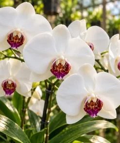 Phalaenopsis ⁠Red Eye Blooming Size