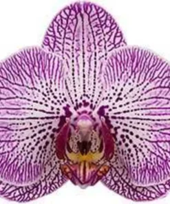 Phalaenopsis Cosmic Trails Blooming Size - Image 3