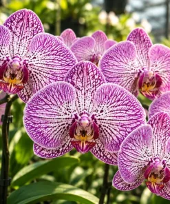 Phalaenopsis Cosmic Trails Blooming Size