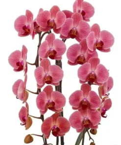Matured Phalaenopsis Love Day with Buds - Image 3