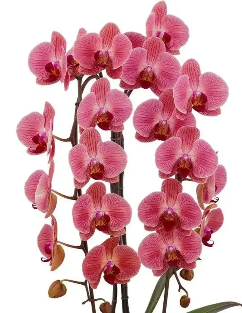 Matured Phalaenopsis Love Day with Buds - Image 3