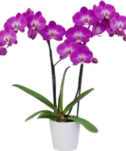 Matured Phalaenopsis Lady Fantasy with Buds - Image 3
