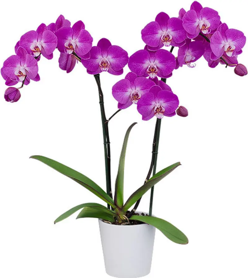 Matured Phalaenopsis Lady Fantasy with Buds - Image 3