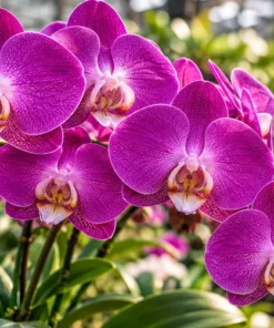 Matured Phalaenopsis Lady Fantasy with Buds