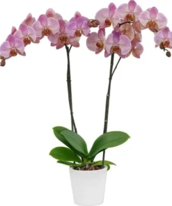 Matured Phalaenopsis Dreamline with Buds - Image 3