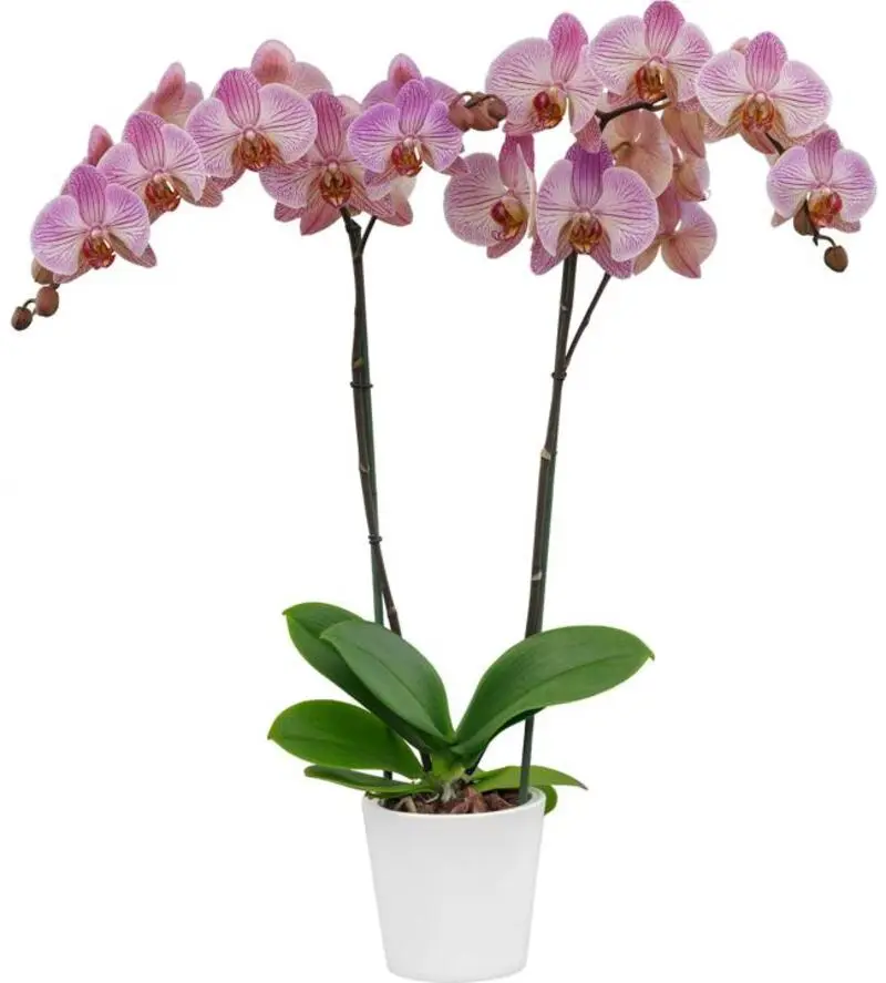 Matured Phalaenopsis Dreamline with Buds - Image 3