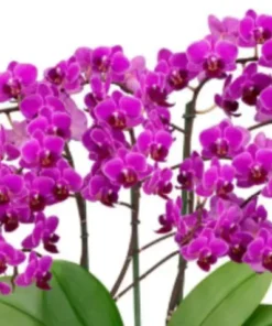 Matured Phalaenopsis Ballroom Blitz with Buds - Image 3