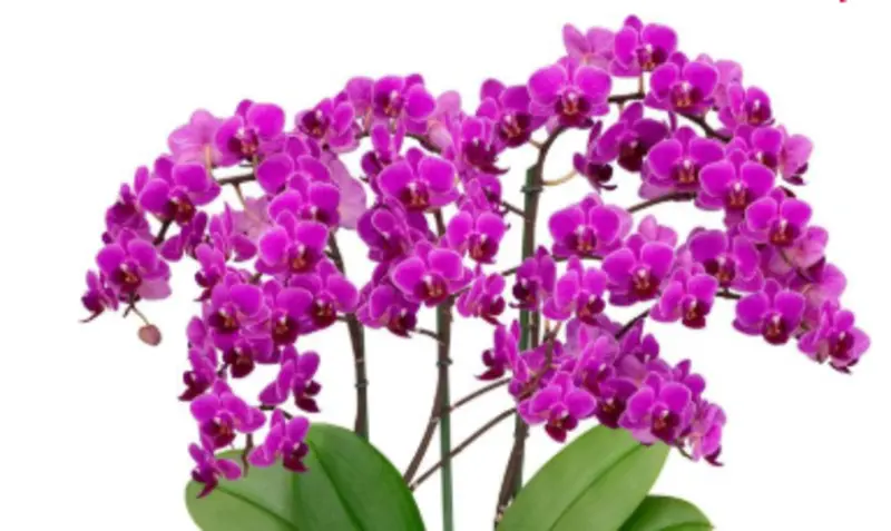 Matured Phalaenopsis Ballroom Blitz with Buds - Image 3