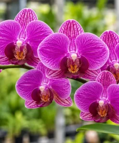 Matured Phalaenopsis Ballroom Blitz with Buds