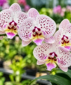 Matured Phalaenopsis Expressions with Buds