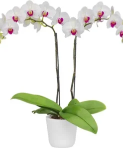 Matured Phalaenopsis Winter Love with Buds - Image 3