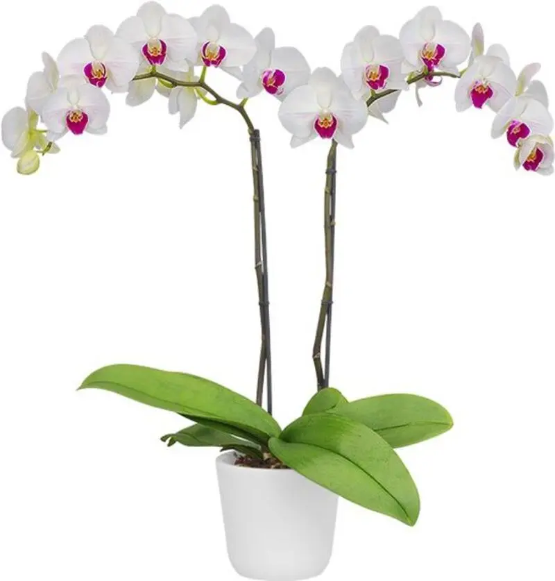 Matured Phalaenopsis Winter Love with Buds - Image 3
