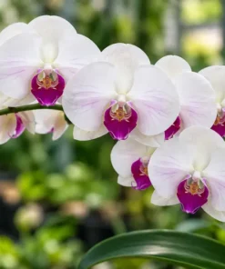 Matured Phalaenopsis Winter Love with Buds