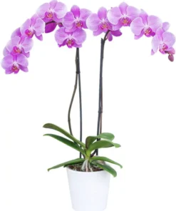 Matured Phalaenopsis Spring Glow with Buds - Image 3