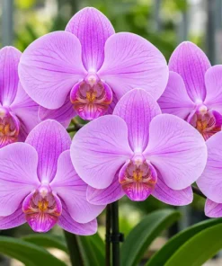 Matured Phalaenopsis Spring Glow with Buds