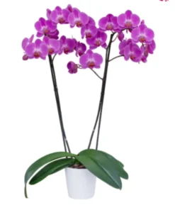 Matured Phalaenopsis Tigris with Buds - Image 3