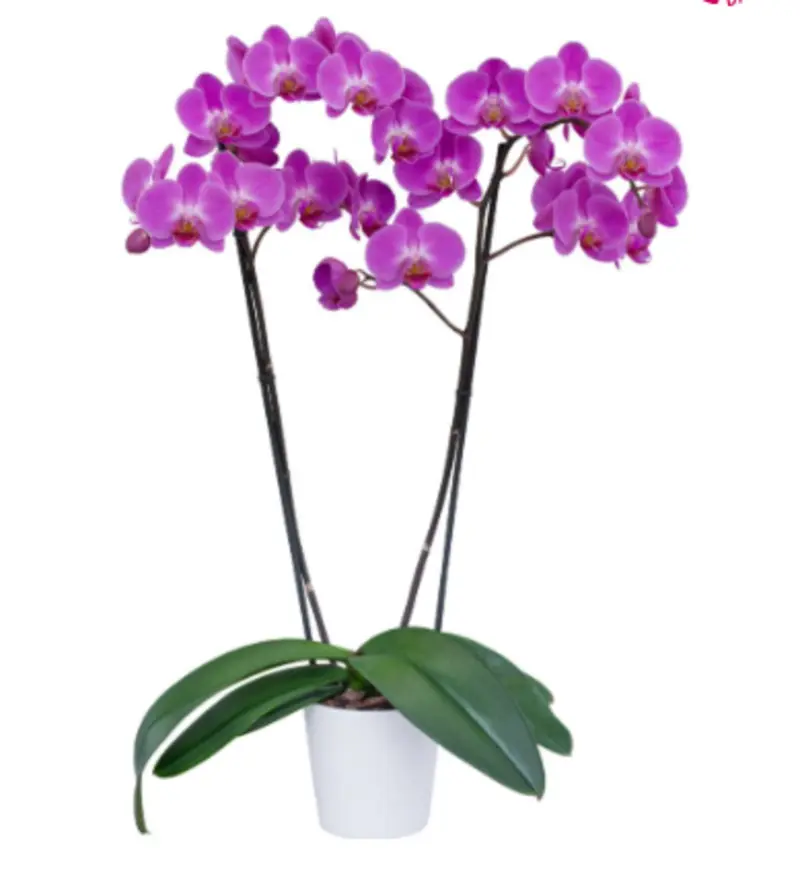 Matured Phalaenopsis Tigris with Buds - Image 3