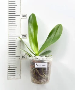 Alternative view of Phalaenopsis ⁠Red Eye Blooming Size