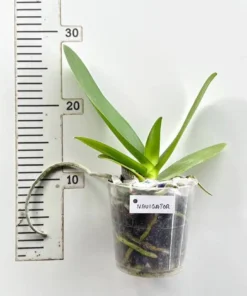 Alternative view of Phalaenopsis Navigator Blooming Size