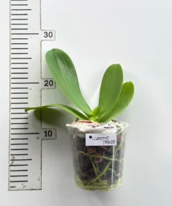 Alternative view of Phalaenopsis Cosmic Trails Blooming Size