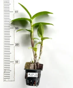 Alternative view of Ready to Flower Size Dendrobium Ceasar Red Captain Junior