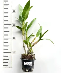 Alternative view of Ready to Flower Size Dendrobium Pink Stripe Surprise 2022