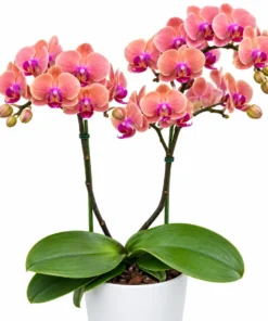 Matured Phalaenopsis Midnight Sun with Buds - Image 3