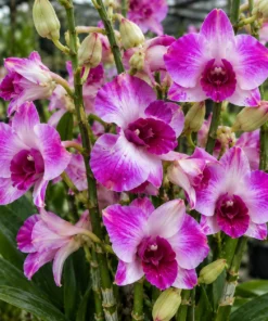 Ready to Flower Size Dendrobium Tanida Pink