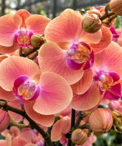 Matured Phalaenopsis Midnight Sun with Buds