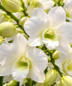 Ready to Flower Size Dendrobium White